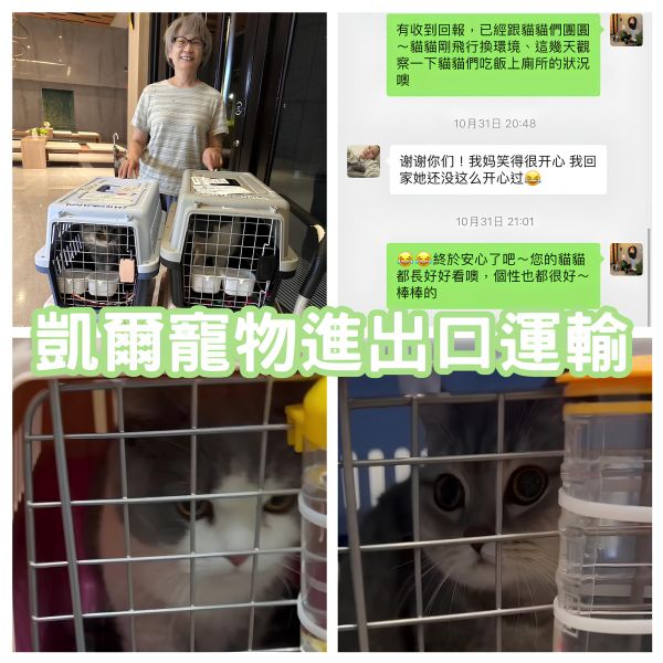 2024/10/31『上海飛台灣』中國上海四隻貓咪飛台灣囉~~~